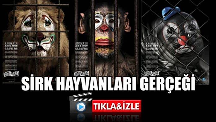 Sirk-izle
