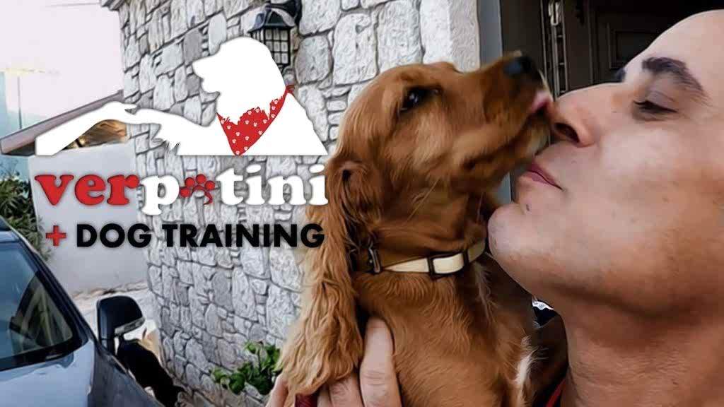 İzmir Pozitif Temel Köpek Eğitimi