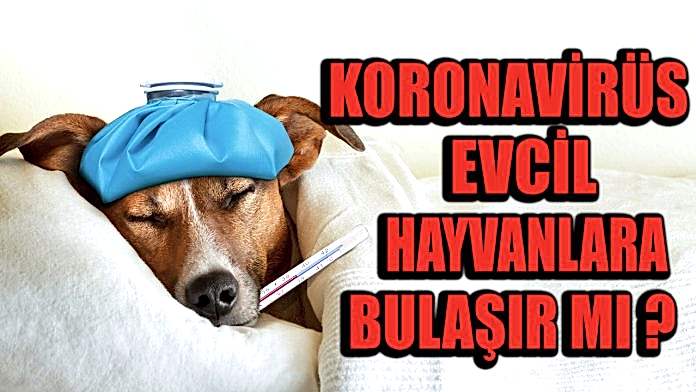 Koronavirus-evcil-hayvanlar Koronavirüs evcil hayvanlara bulaşır mı?