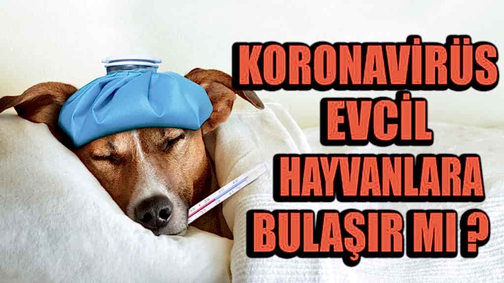 Koronavirüs evcil hayvanlara bulaşır mı?