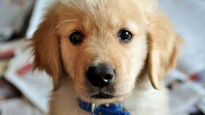 köpek bakışı anlamları