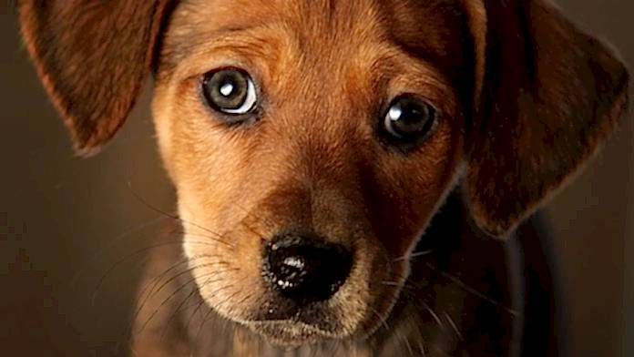 köpek bakışları ne anlama gelir köpek bakışları ne anlama gelir