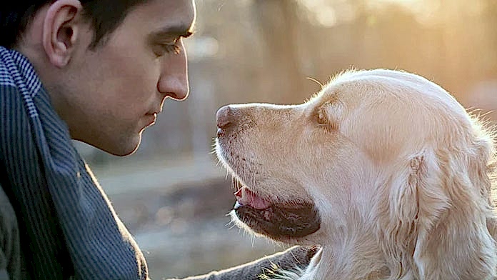 köpekler bakışları ile ne anlatır