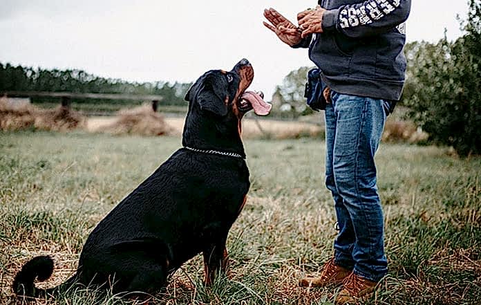 izmir köpek eğitimi fiyatları izmir köpek eğitimi fiyatları