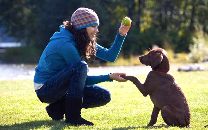 izmir yavru köpek eğitimi izmir yavru köpek eğitimi