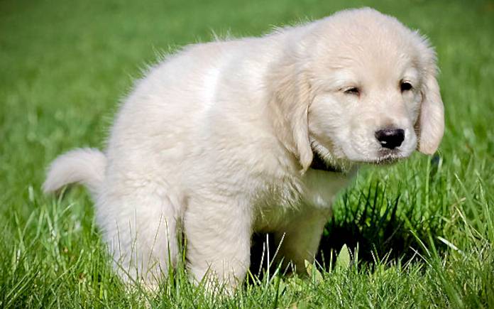 izmir yavru köpek tuvalet eğitimi