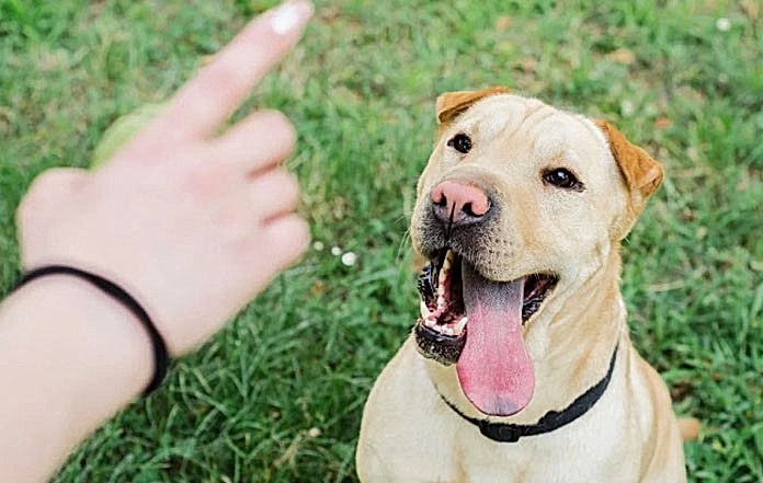 köpek eğitimi fiyatları izmir