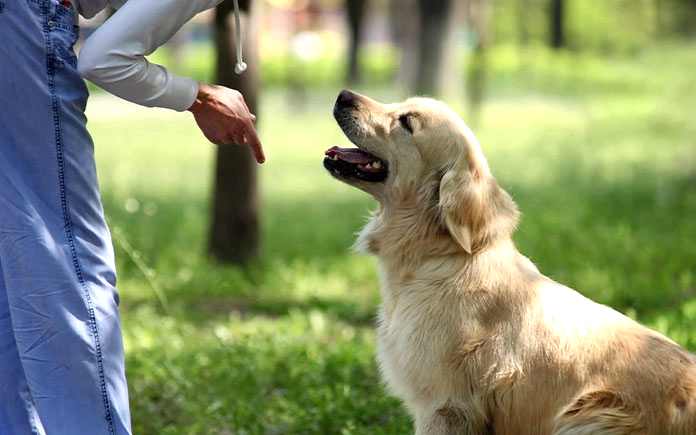 yavru köpek eğitimi izmir