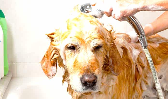 köpek bakımı nasıl yapılır köpek bakımı nasıl yapılır