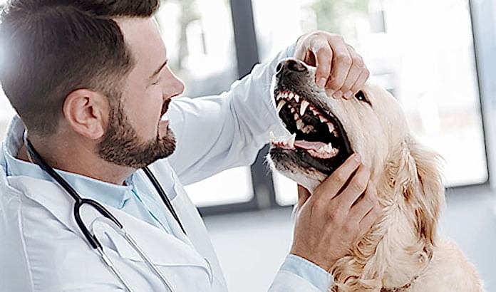 köpek sağlık bakımı nasıl yapılır