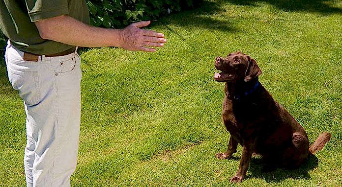 çeşme köpek eğitimi