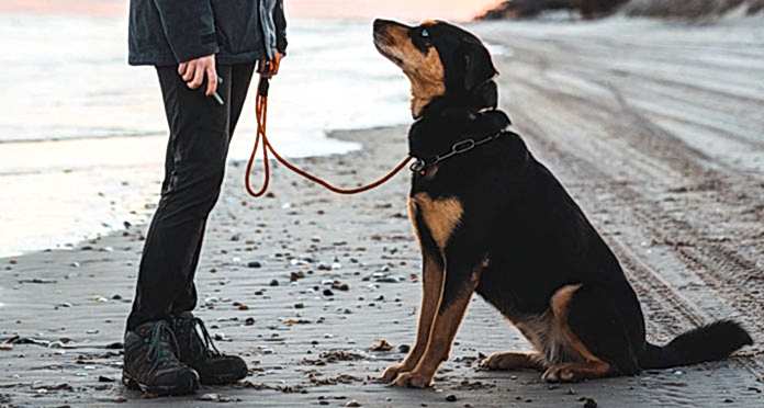 izmir çeşme köpek eğitimi
