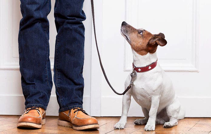 urla köpek eğitimi eğitmeni
