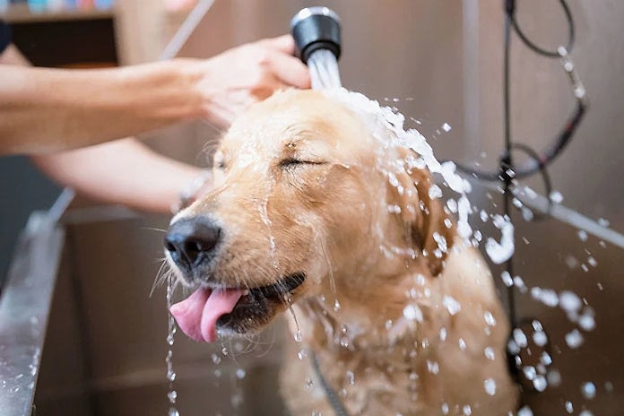 köpek banyo nasıl yapılır