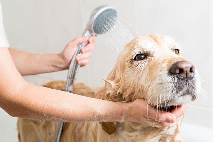 köpek temizliği nasıl yapılır köpek temizliği nasıl yapılır