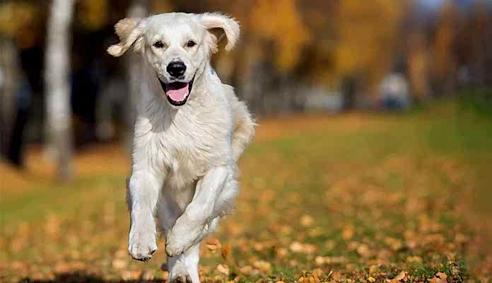 köpek özellikleri