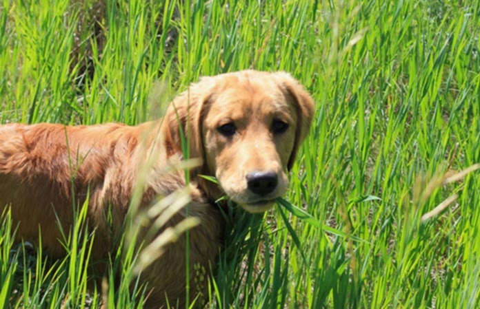 köpekler hakkında bilinmesi gerekenler köpekler hakkında bilinmesi gerekenler