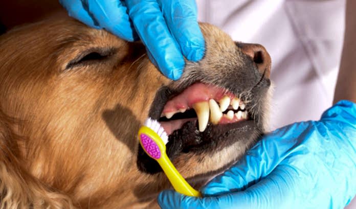 evde köpek bakımı nasıl yapılır evde köpek bakımı nasıl yapılır