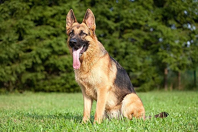 alman çoban köpeği tercih edilen bir türdür