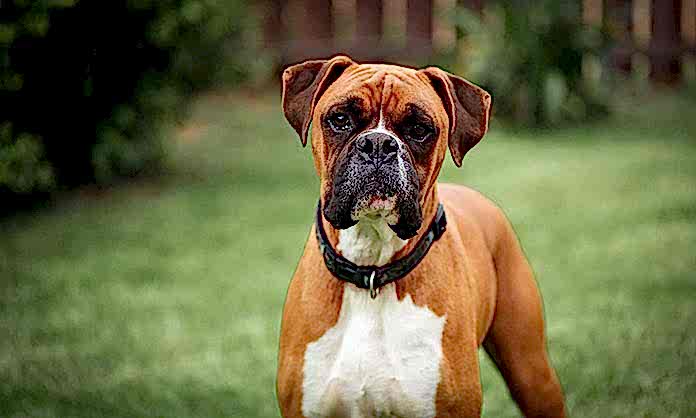 boxer sevilen ve tercih edilen bir köpek türüdür