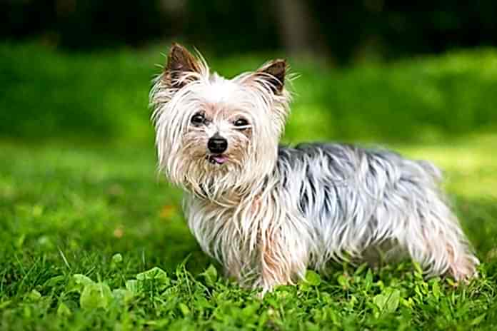 en çok sahiplenilen köpek türleri en çok sahiplenilen köpek türleri