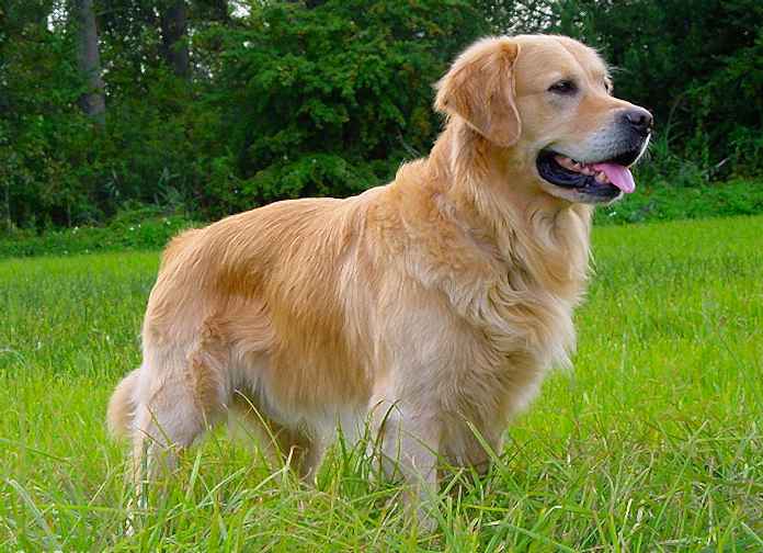 en çok tercih edilen köpek golden