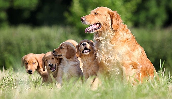 golden köpek eğitimi izmir