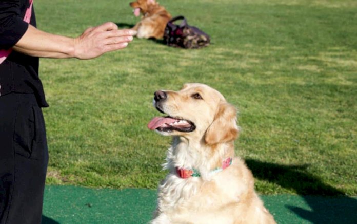 golden retriever köpek eğitimi