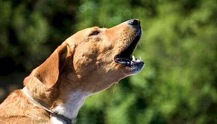 köpeğim çok havlıyor nasıl sustururum köpeğim çok havlıyor nasıl sustururum