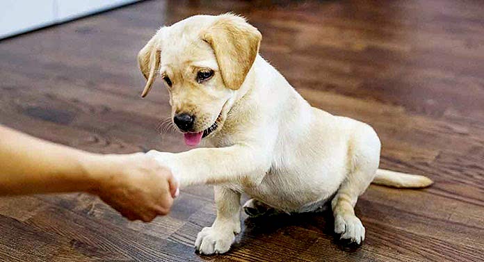 köpek eğitimi ne zaman başlar