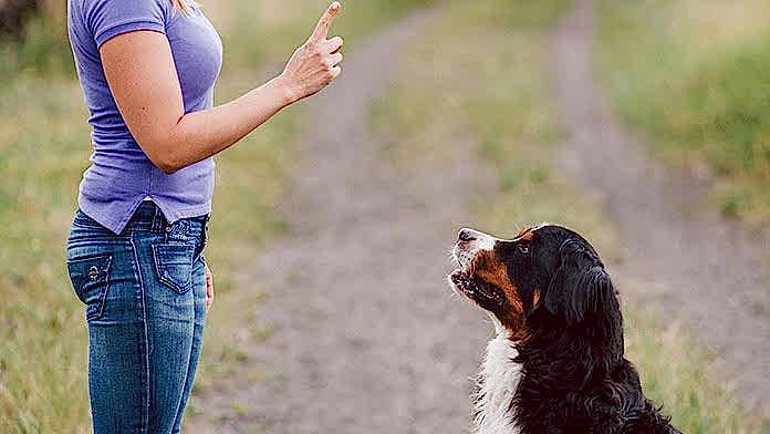 köpek eğitiminde dikkat edilmesi gerekenler köpek eğitiminde dikkat edilmesi gerekenler