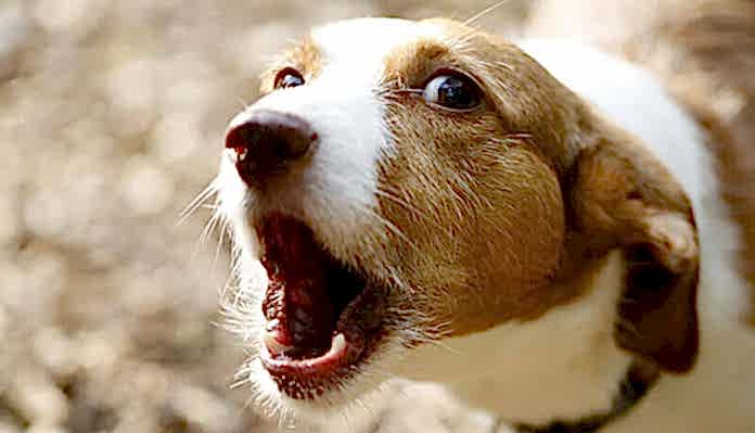 köpekler neden ağlar