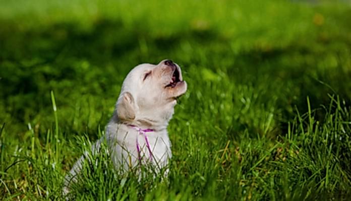 yavru köpekler neden ağlar yavru köpekler neden ağlar