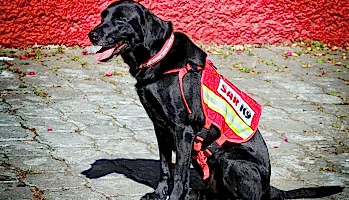 Deprem-arama-kurtarma-köpekleri Deprem arama kurtarma köpekleri