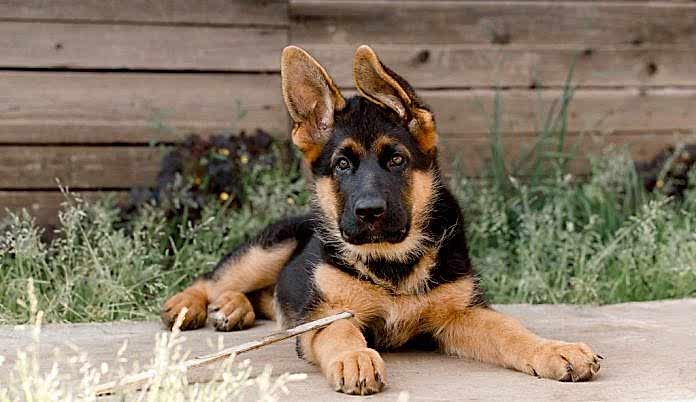 alman-coban-kopegi-egitimi Alman Çoban Köpeği