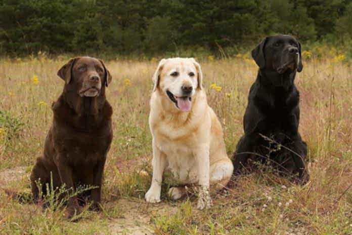 Labrador-Retriever-Kopek-Ansiklopedisi Labrador Retriever Köpek Ansiklopedisi